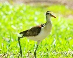 Jacana spinosa