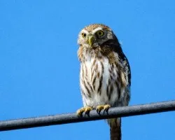 Glaucidium minutissimum