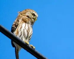 Glaucidium minutissimum