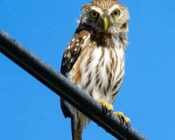 Glaucidium minutissimum