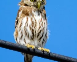 Glaucidium minutissimum