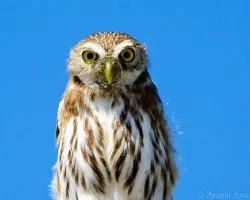 Glaucidium minutissimum