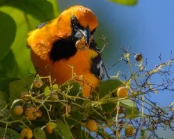 Icterus gularis