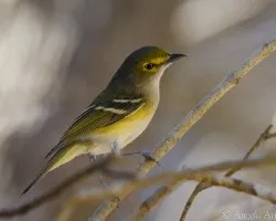 Vireo griseus