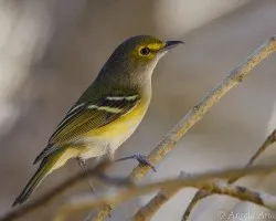 Vireo griseus