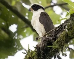 Herpetotheres cachinnans