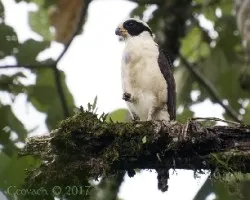 Herpetotheres cachinnans