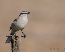 Mimus saturninus