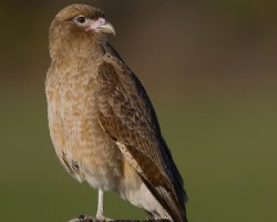 Milvago chimango