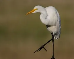 Ardea alba