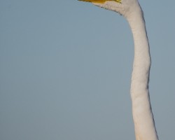 Ardea alba