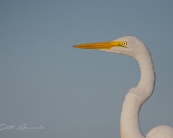 Ardea alba
