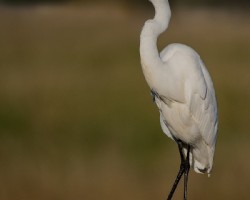 Ardea alba