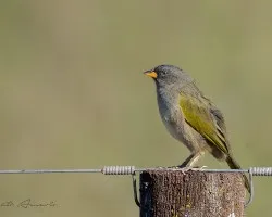Embernagra platensis