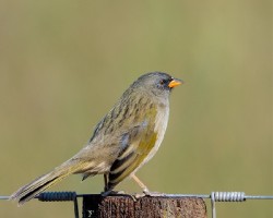 Embernagra platensis