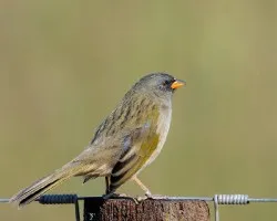 Embernagra platensis