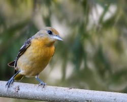 Icterus galbula