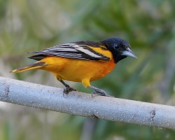 Icterus galbula