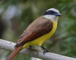 Pitangus sulphuratus