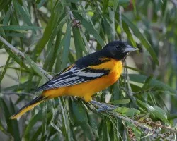 Icterus galbula