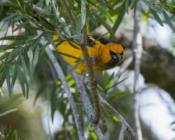 Icterus pectoralis