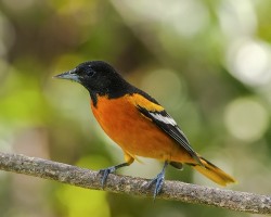 Icterus galbula