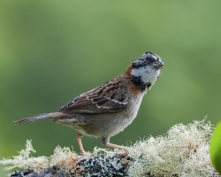 Zonotrichia capensis