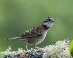 Zonotrichia capensis
