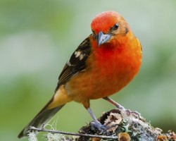 Piranga bidentata