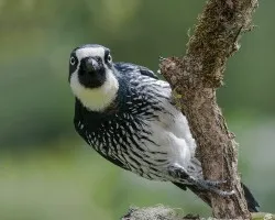 Melanerpes formicivorus