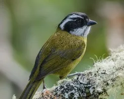 Chlorospingus pileatus