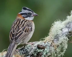 Zonotrichia capensis
