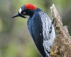 Melanerpes formicivorus