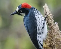 Melanerpes formicivorus