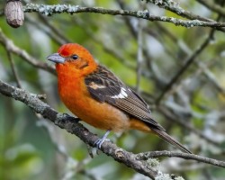 Piranga bidentata