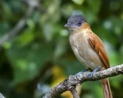 Pachyramphus aglaiae