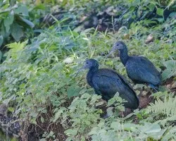 Mesembrinibis cayennensis