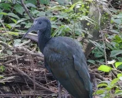 Mesembrinibis cayennensis