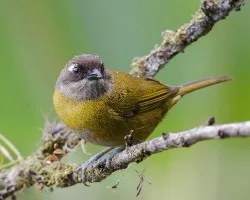 Chlorospingus ophthalmicus