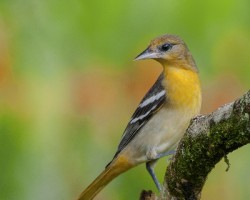 Icterus galbula