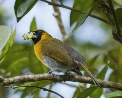 Caryothraustes poliogaster