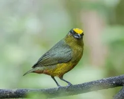 Euphonia gouldi