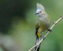 Ptilogonys caudatus