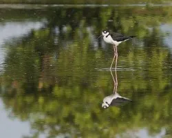 Himantopus mexicanus