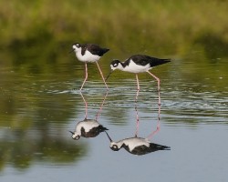 Himantopus mexicanus