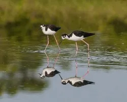 Himantopus mexicanus