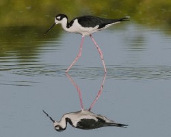 Himantopus mexicanus