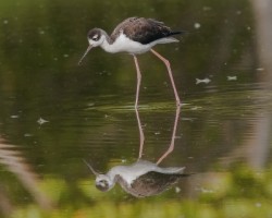 Himantopus mexicanus