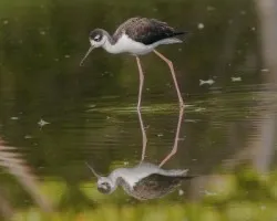 Himantopus mexicanus