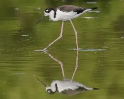 Himantopus mexicanus